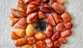 Spiny Oyster Assorted Cabochons